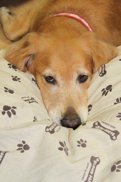 ファイル 2646-5.jpg