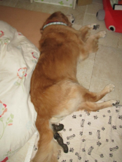 ファイル 2647-1.jpg