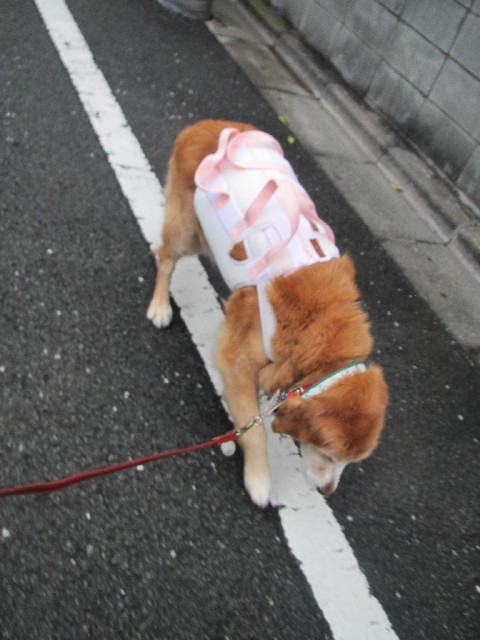 ファイル 2647-3.jpg