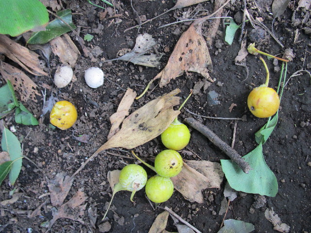 ファイル 2652-5.jpg