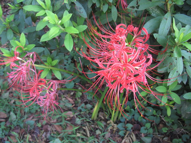 ファイル 2653-2.jpg