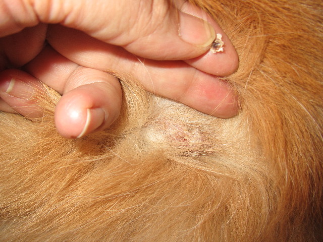 ファイル 2655-2.jpg