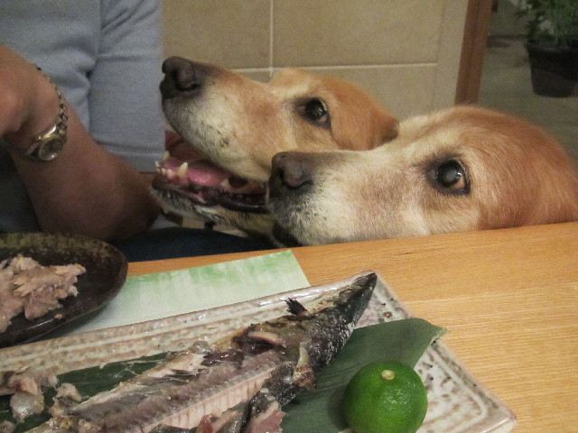 ファイル 2656-3.jpg