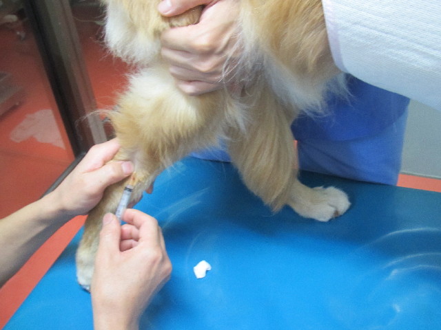 ファイル 2658-2.jpg