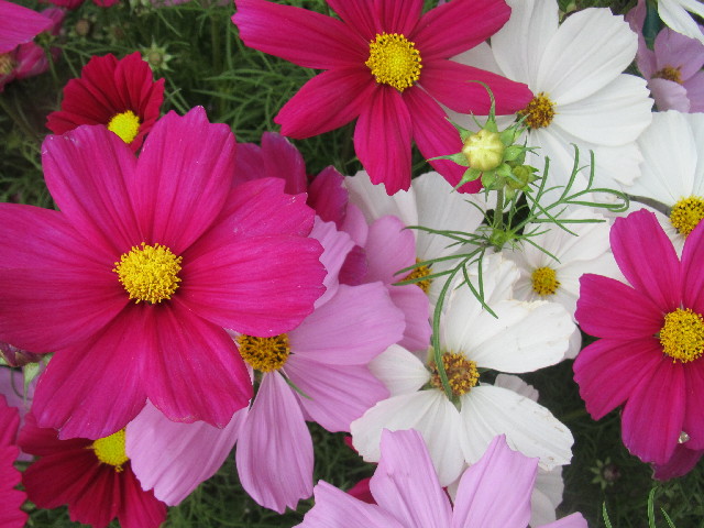 ファイル 2680-1.jpg