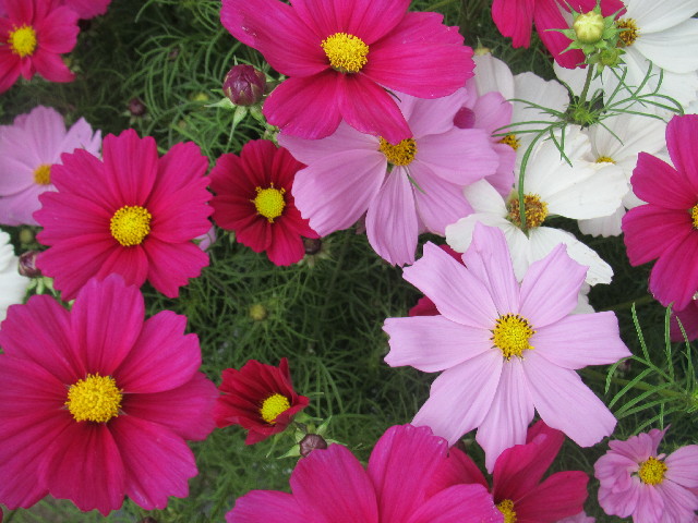 ファイル 2680-2.jpg