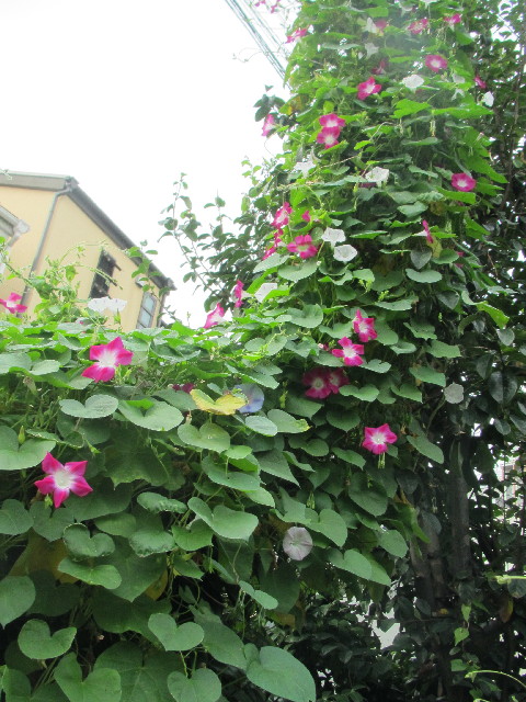 ファイル 2680-3.jpg