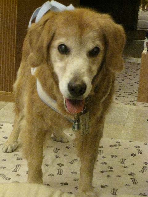 ファイル 2682-2.jpg