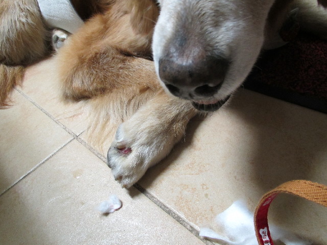 ファイル 2694-1.jpg