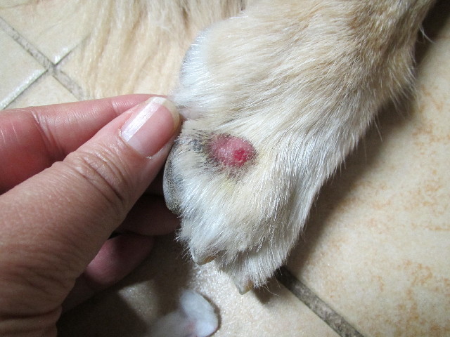 ファイル 2694-2.jpg