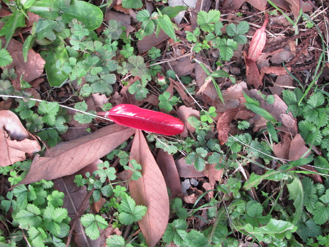 ファイル 2697-1.jpg