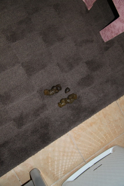 ファイル 2699-5.jpg