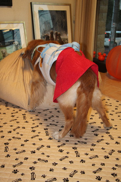 ファイル 2705-2.jpg