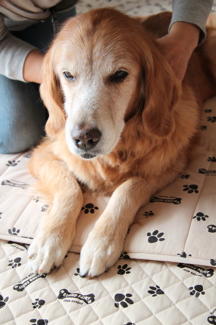 ファイル 2706-2.jpg