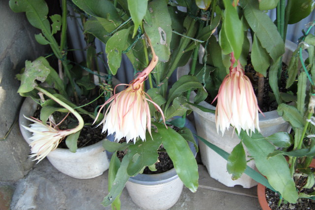 ファイル 2708-4.jpg