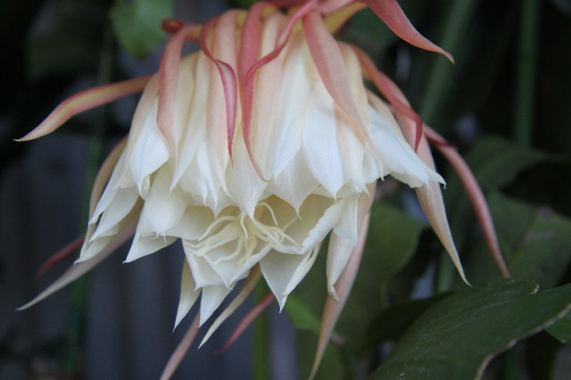 ファイル 2708-5.jpg