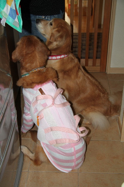 ファイル 2710-1.jpg