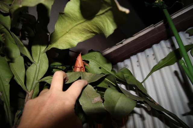 ファイル 2710-3.jpg