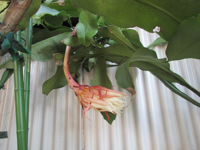 ファイル 2710-4.jpg