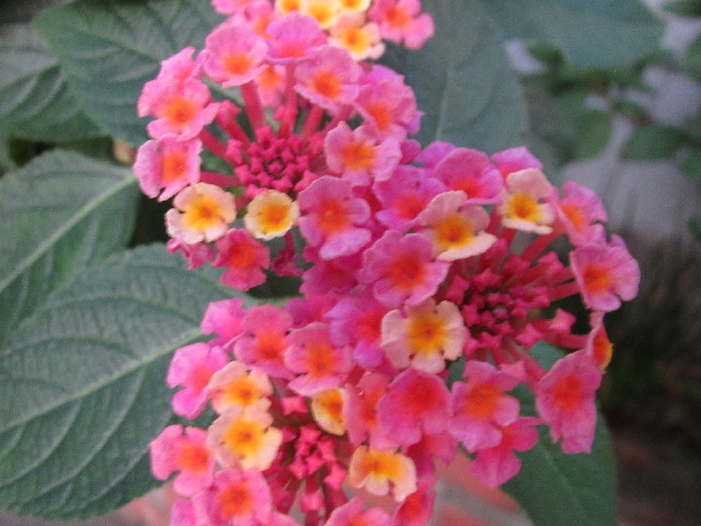 ファイル 2720-3.jpg