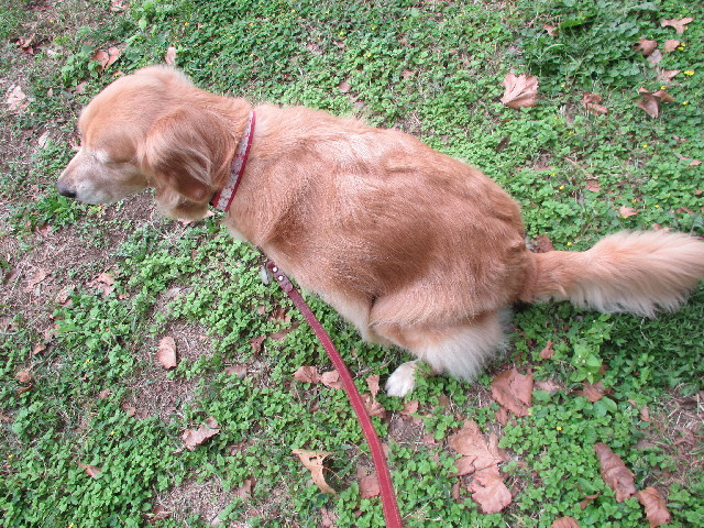 ファイル 2729-2.jpg