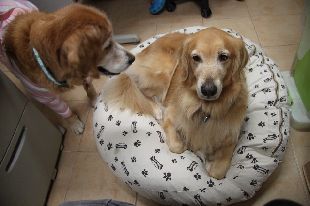 ファイル 2733-1.jpg