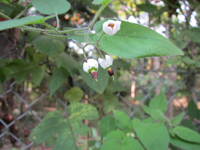 ファイル 2741-1.jpg