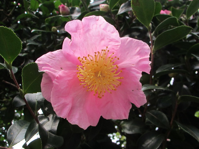 ファイル 2741-3.jpg