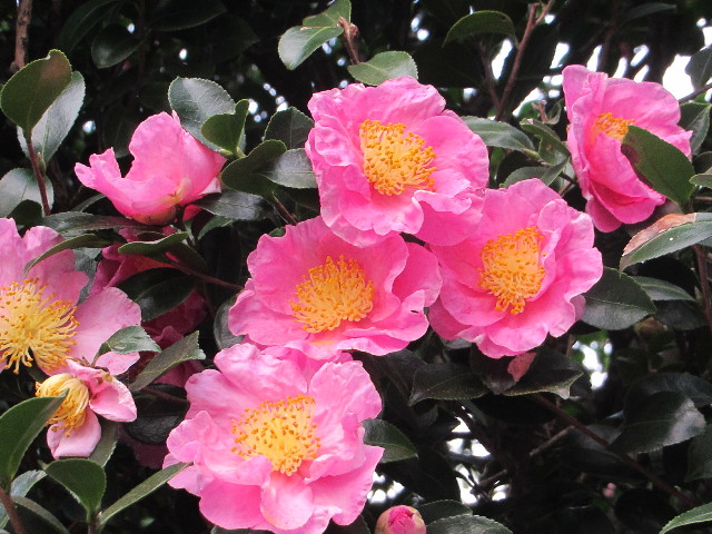 ファイル 2741-4.jpg