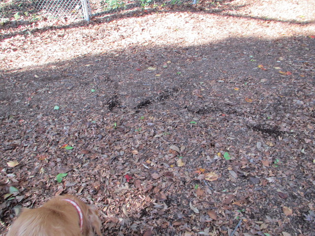 ファイル 2745-1.jpg