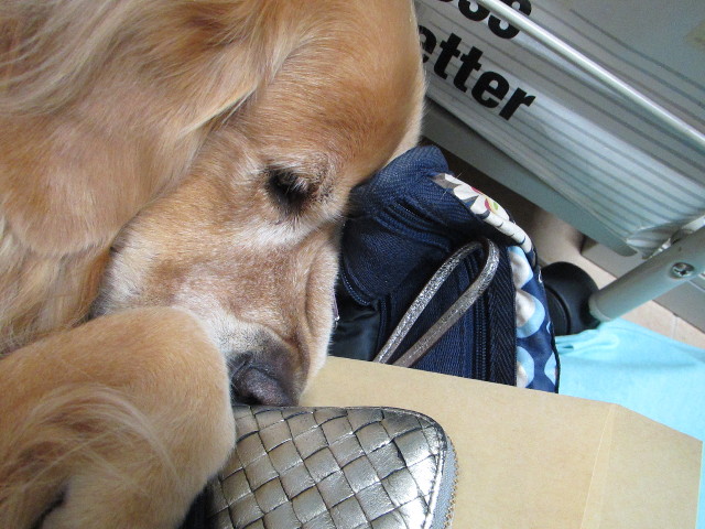 ファイル 2746-1.jpg