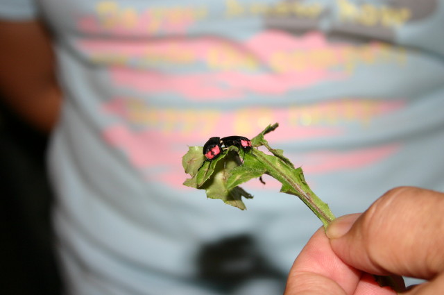 ファイル 275-1.jpg