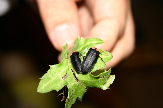 ファイル 275-2.jpg