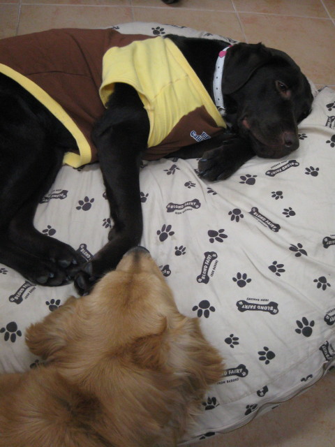 ファイル 276-1.jpg