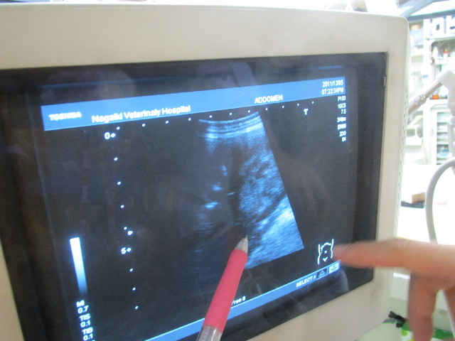 ファイル 2772-1.jpg