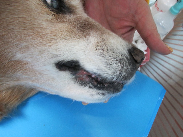 ファイル 2772-5.jpg