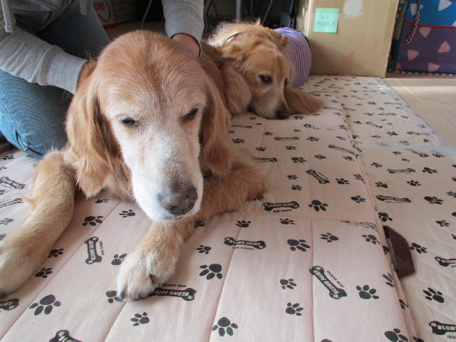 ファイル 2773-2.jpg