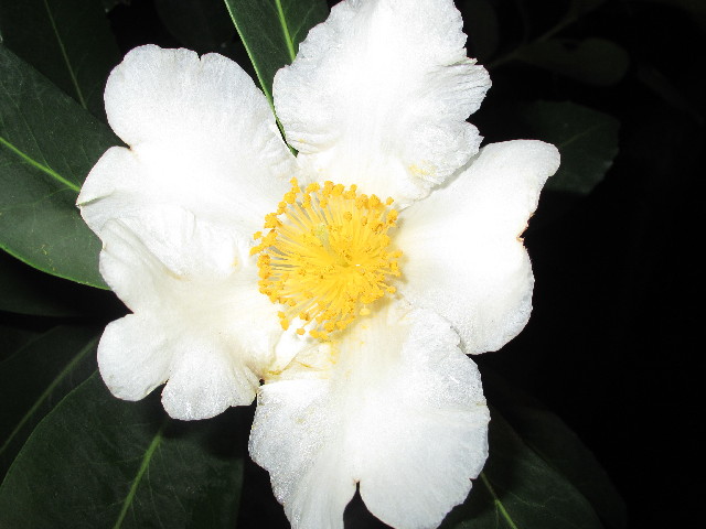 ファイル 2774-3.jpg