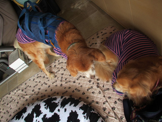 ファイル 2777-1.jpg