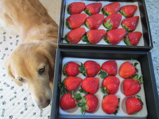 ファイル 2795-1.jpg