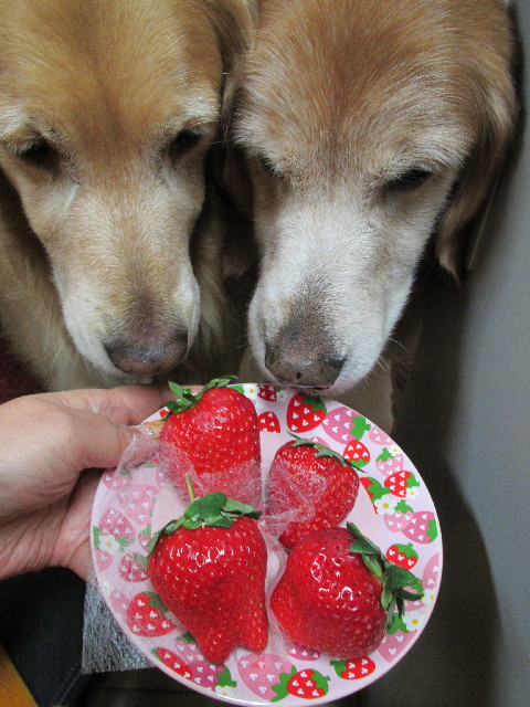 ファイル 2808-4.jpg