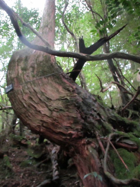 ファイル 2816-4.jpg