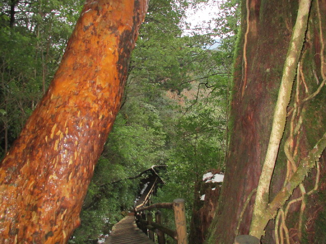 ファイル 2817-1.jpg