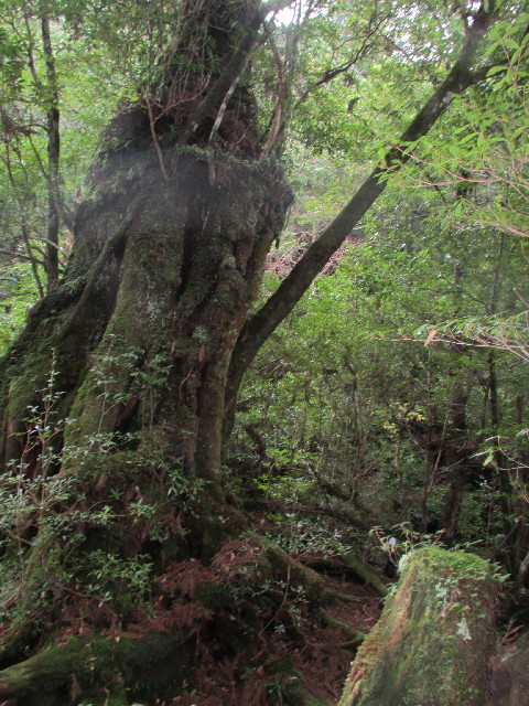 ファイル 2819-1.jpg