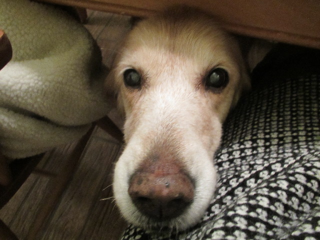 ファイル 2832-1.jpg