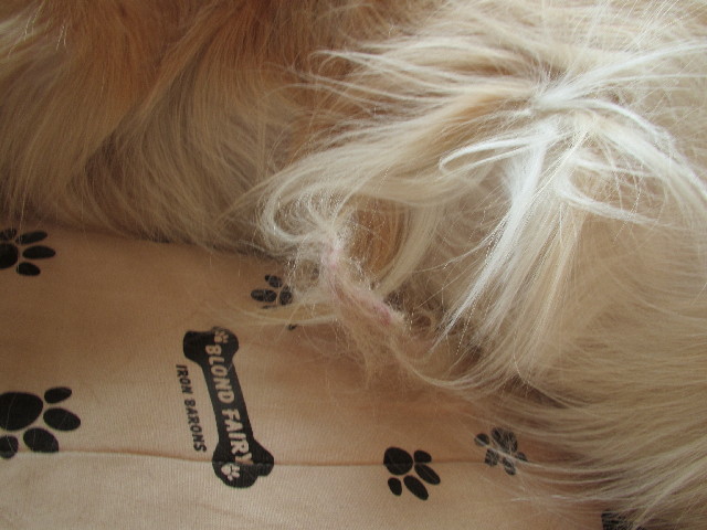 ファイル 2848-1.jpg