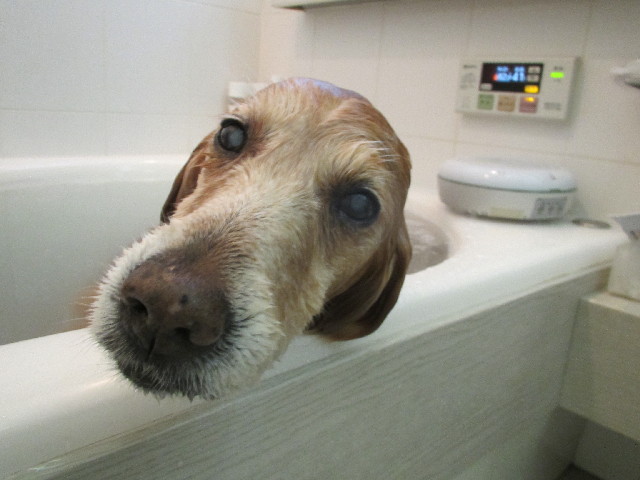 ファイル 2854-3.jpg