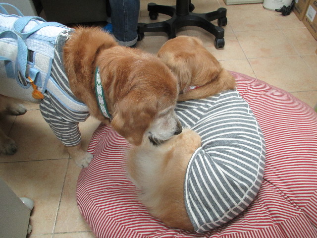 ファイル 2858-1.jpg