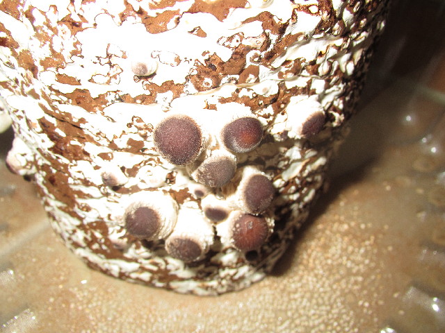 ファイル 2858-4.jpg