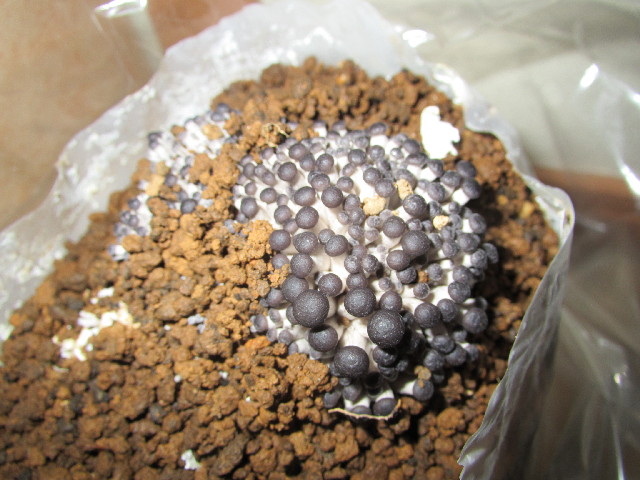 ファイル 2859-5.jpg